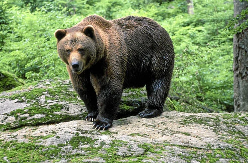 Bear on the Pyrenees